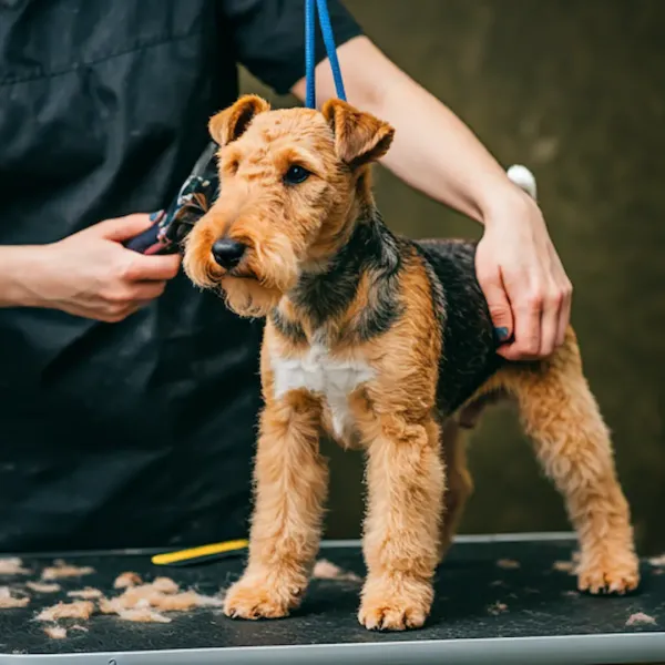 Фокстерьер